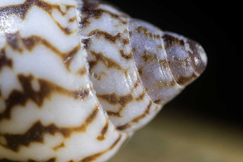 cone shaped seashell close up photography