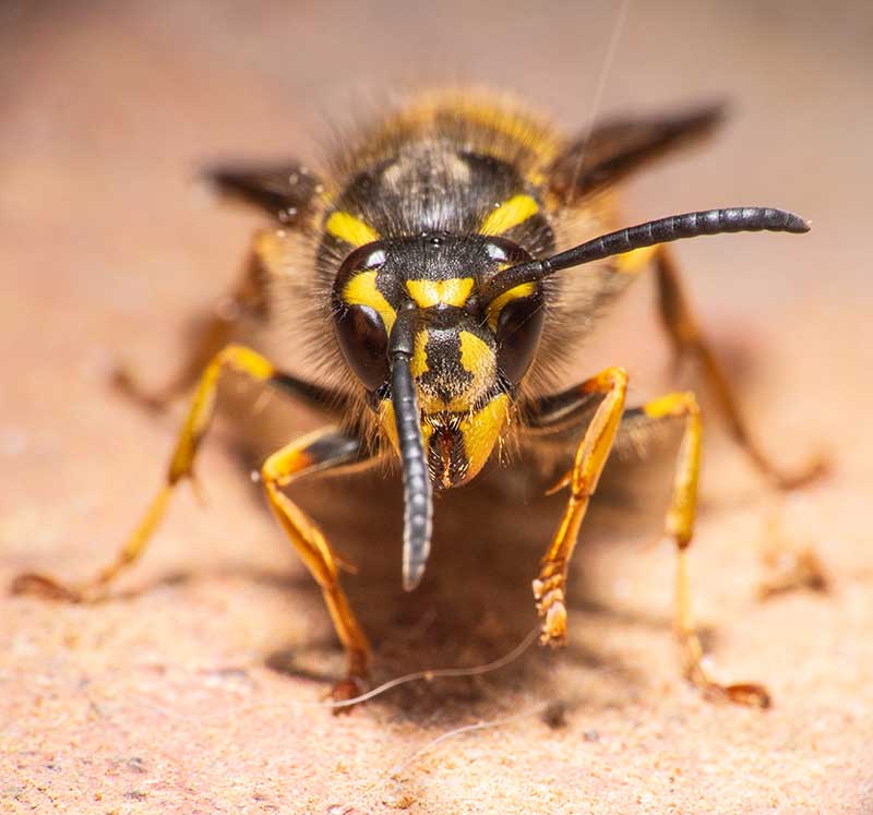 wasp flash macro photo