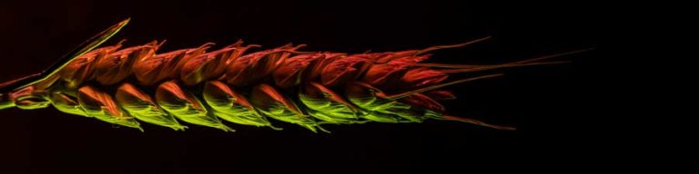 Wheat macro photography with colourful led lighting