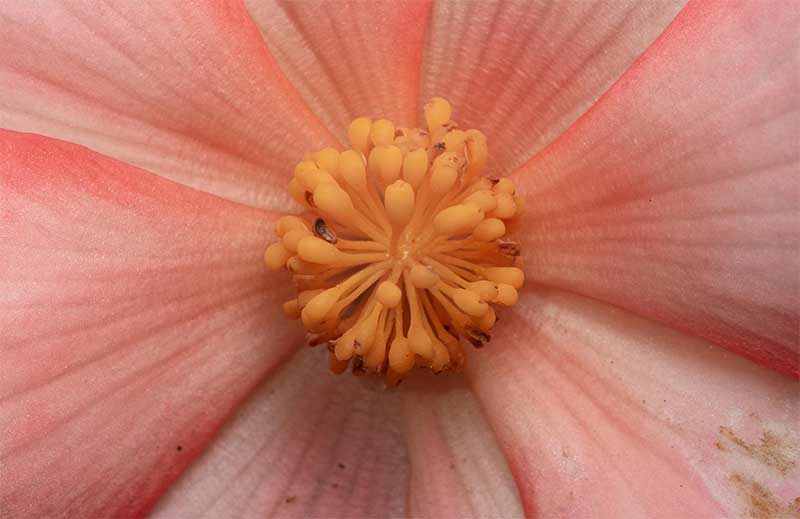 Flower macro photography