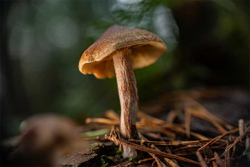 Wild mushroom macro photo