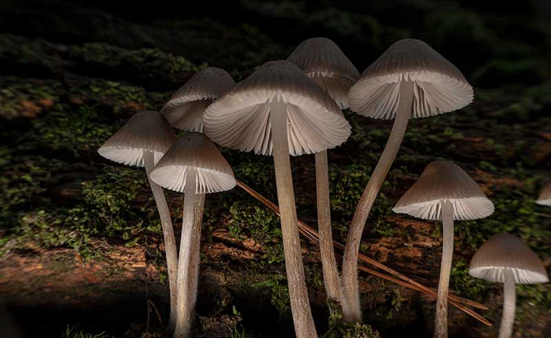 mushroom macro photography