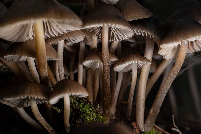 wild mushroom macro photography