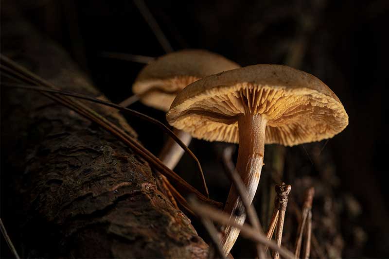 mushroom photography in the woods