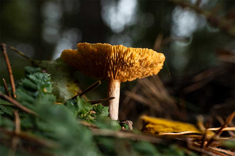 mushroom photography in the forest