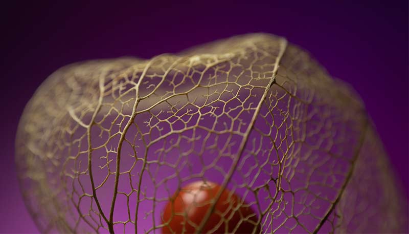 Physalis alkekengi structure