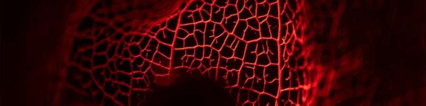 Chinese Lantern plant photography