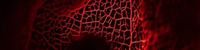 Chinese Lantern plant photography