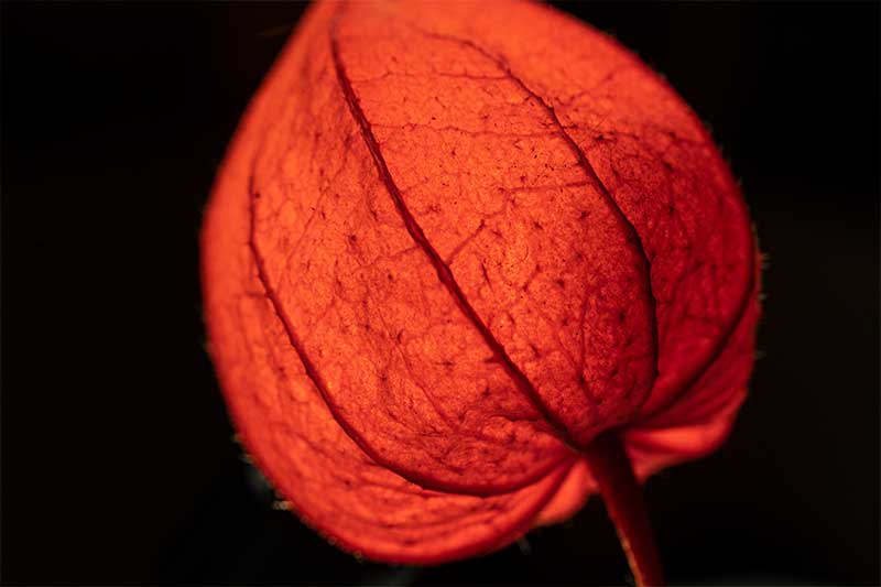 Macro photography of Physalis alkekengi