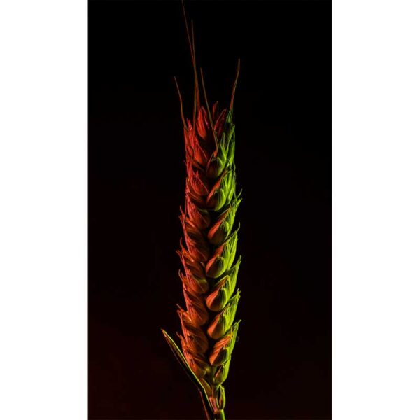 Macro photography lighting for food
