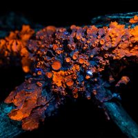 Macro photography pure UV light source