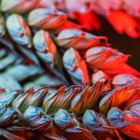 Macro photography lighting for abstract