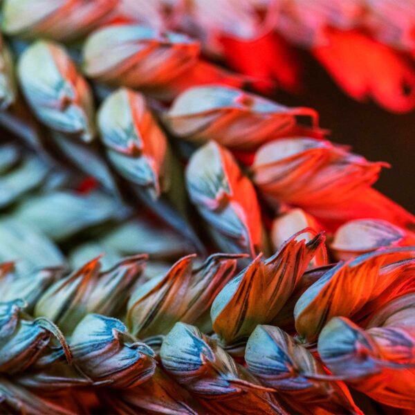 Macro photography lighting for abstract