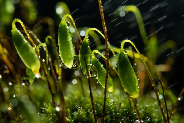 white light for macro photography