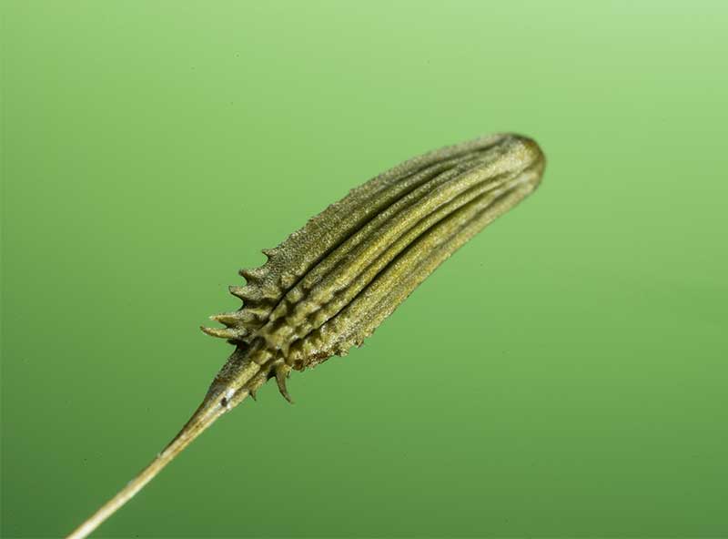 Dandelion seed close up macro photography