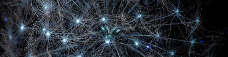 Ultraviolet Dandelion Photography