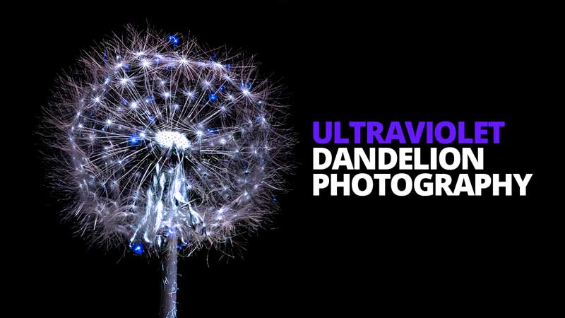 UV Photography - How does a dandelion react to UV light?