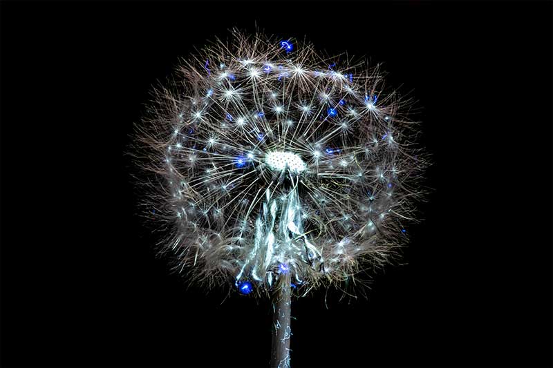 UV Dandelion Photography