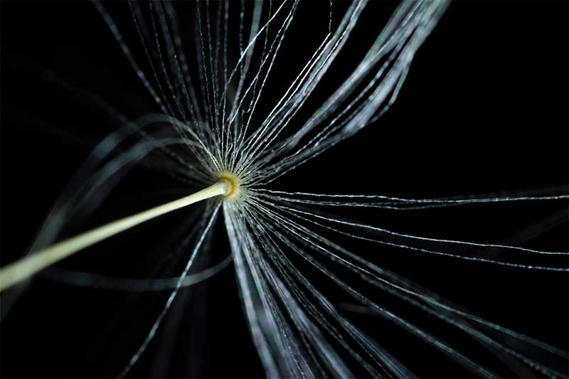 Dandelion macro photography