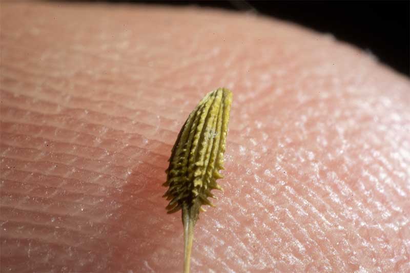 Dandelion seed close up