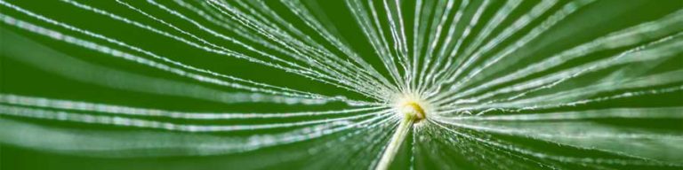 Dandelion seed close up macro photography