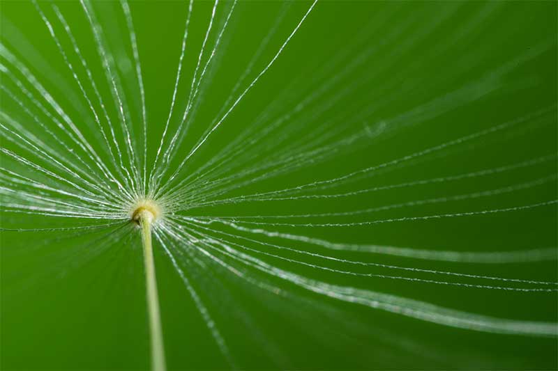 Dandelion seed close up macro photography