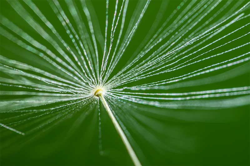 Green Dandelion macro photography