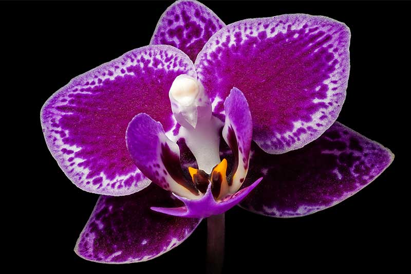 Dramatic lighting for flower photography