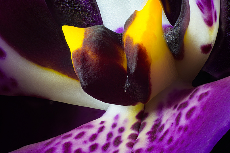 Orchid super close up macro photo