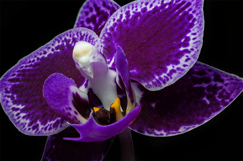 Orchid macro photography lighting