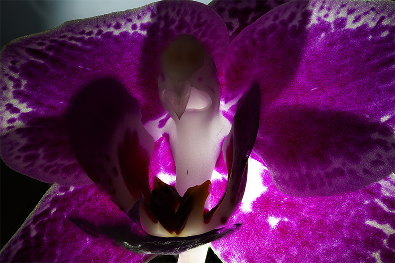 Close up orchid photography