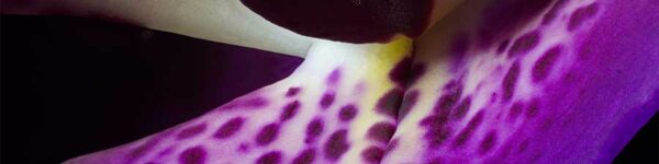Orchid macro photography