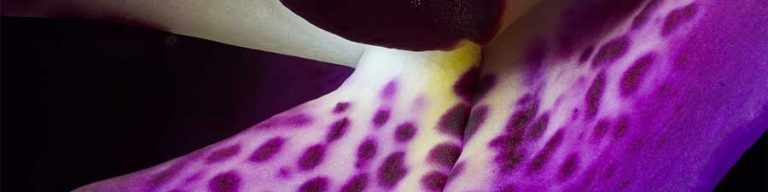 Orchid macro photography