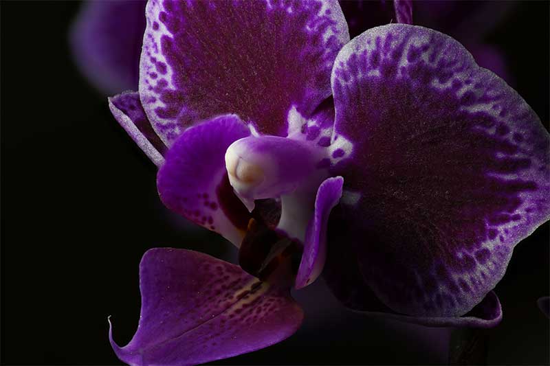 Orchid macro photography