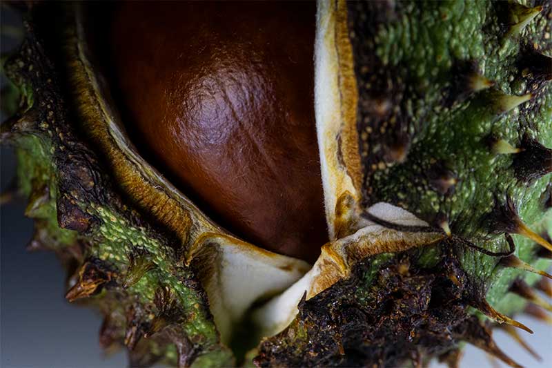 Conker macro close up