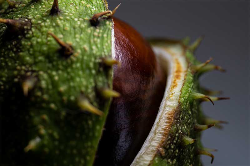 Conker macro photograph with LED light