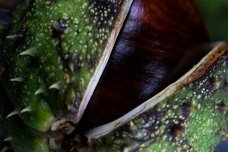 Conker macro photography lighting