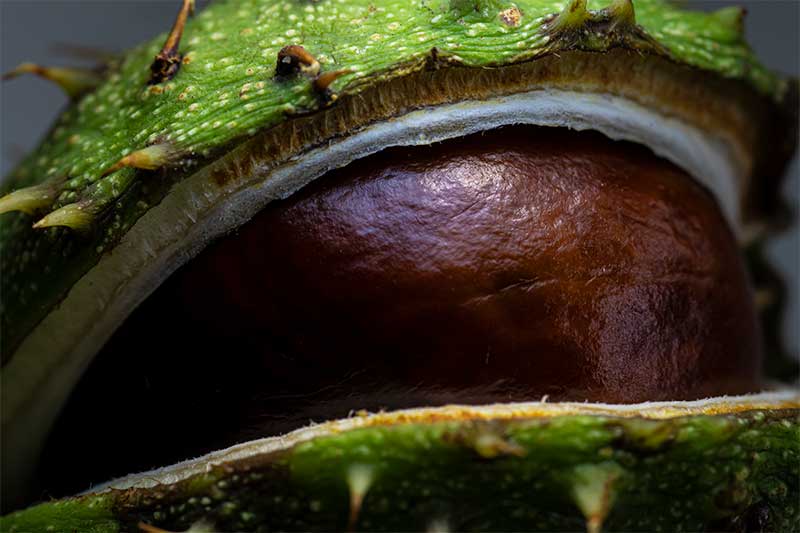 Conker macro photograph