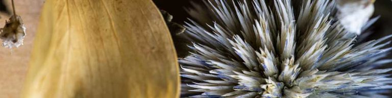 Dried flower photography