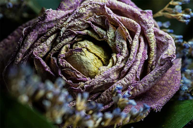 Dried out rose macro photography