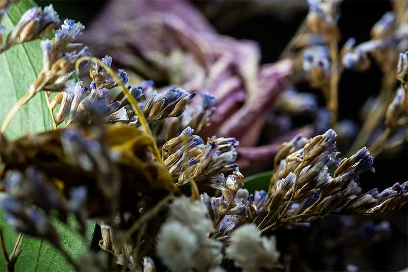 Dried flowers close up