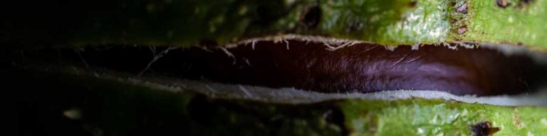 Conker Macro Photography
