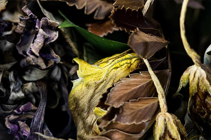 Dried flowers close up