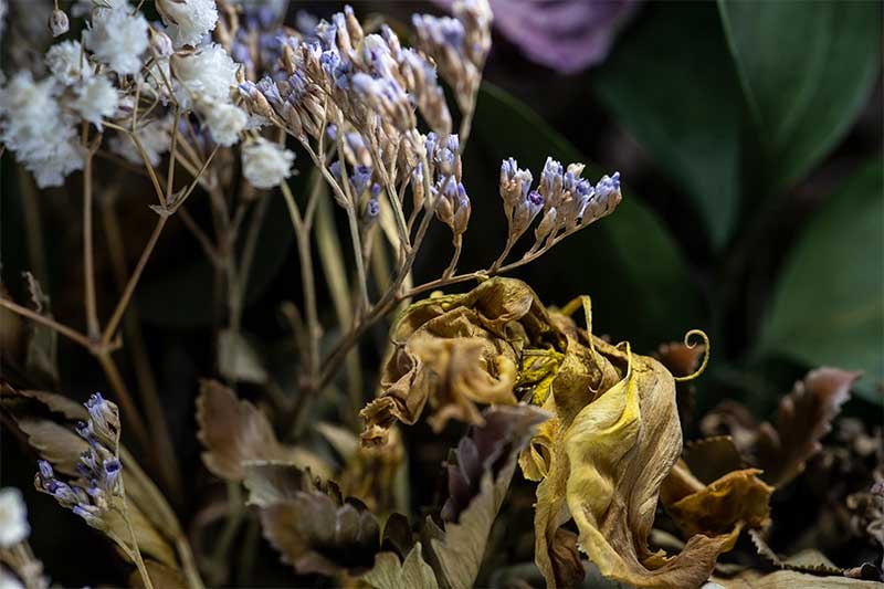 Dried flowers close up