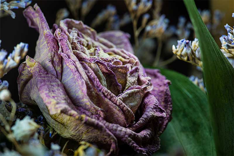 Dried out rose close up