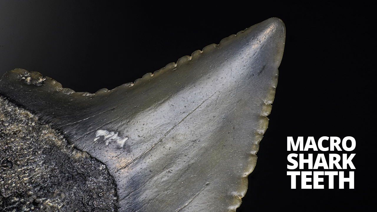 Fossilised Shark Tooth Macro Photography.