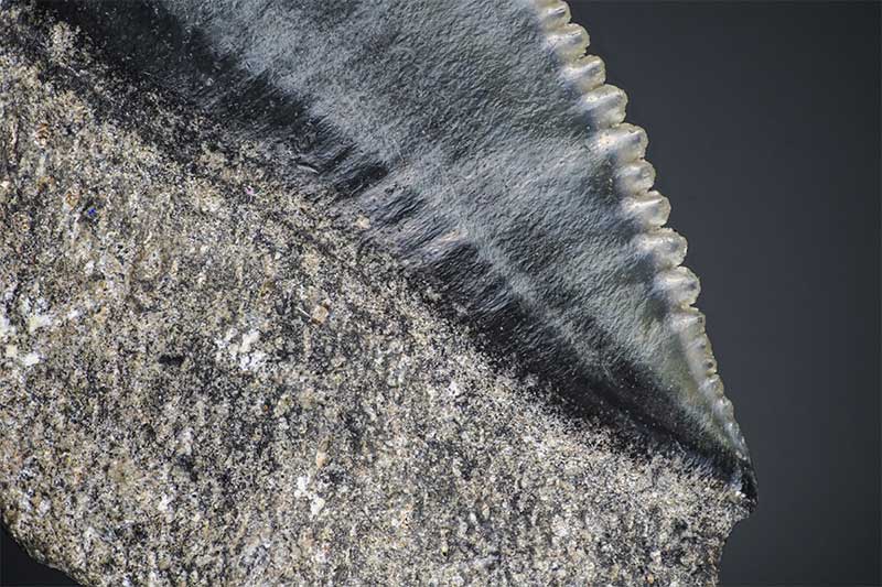 Fossilised shark tooth macro photography