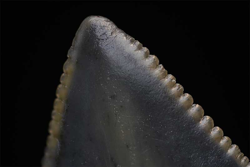 Fossilised shark tooth macro photography