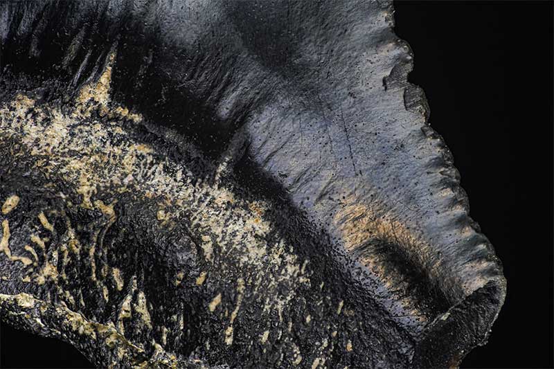 Macro shark tooth fossil