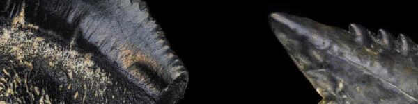 Fossilised shark tooth